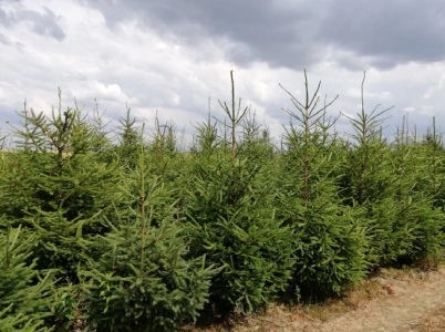 Sprzedaż choinek z własnej plantacji