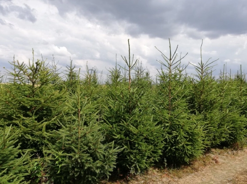 Sprzedaż choinek z własnej plantacji